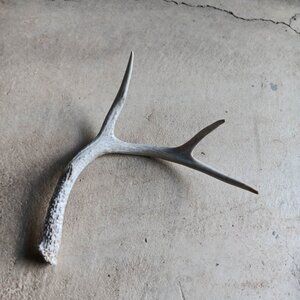 Deer Antler Sheds Texas Farmhouse Decor Point Nature Rustic Display Collection